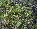 Green plant with small leaves and berries.