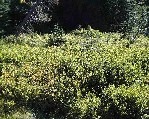 Dense green shrubbery with sunlight filtering through.