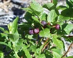 Vaccinium Membranaceum with red fruit Green leaves with small purple berries on a plant in natural light.