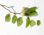 Vaccinium Membranaceum with white fruit A branch with green leaves and two fruit pieces on a white background.