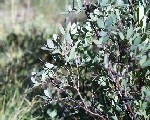 Close-up of green leafy shrub in natural setting.