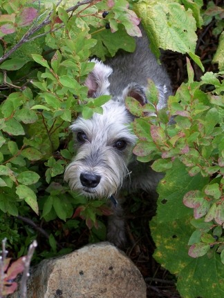 Dog peeking through lush green foliage.