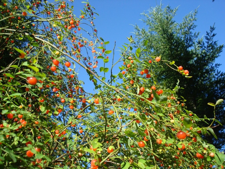 Bright orange berries on green leafy branches under a clear blue sky.