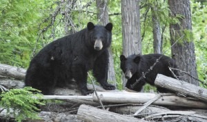 Black bear and cub on fallen logs.