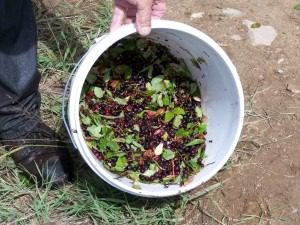 Bucket of freshly picked berries and leaves.