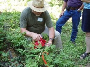 Person harvesting red peppers in a garden.