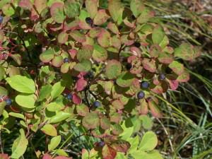 Blueberries growing on a leafy bush outdoors.
