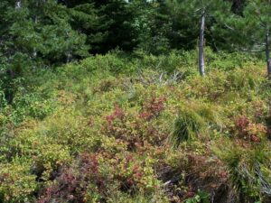 Dense green forest with lush undergrowth.