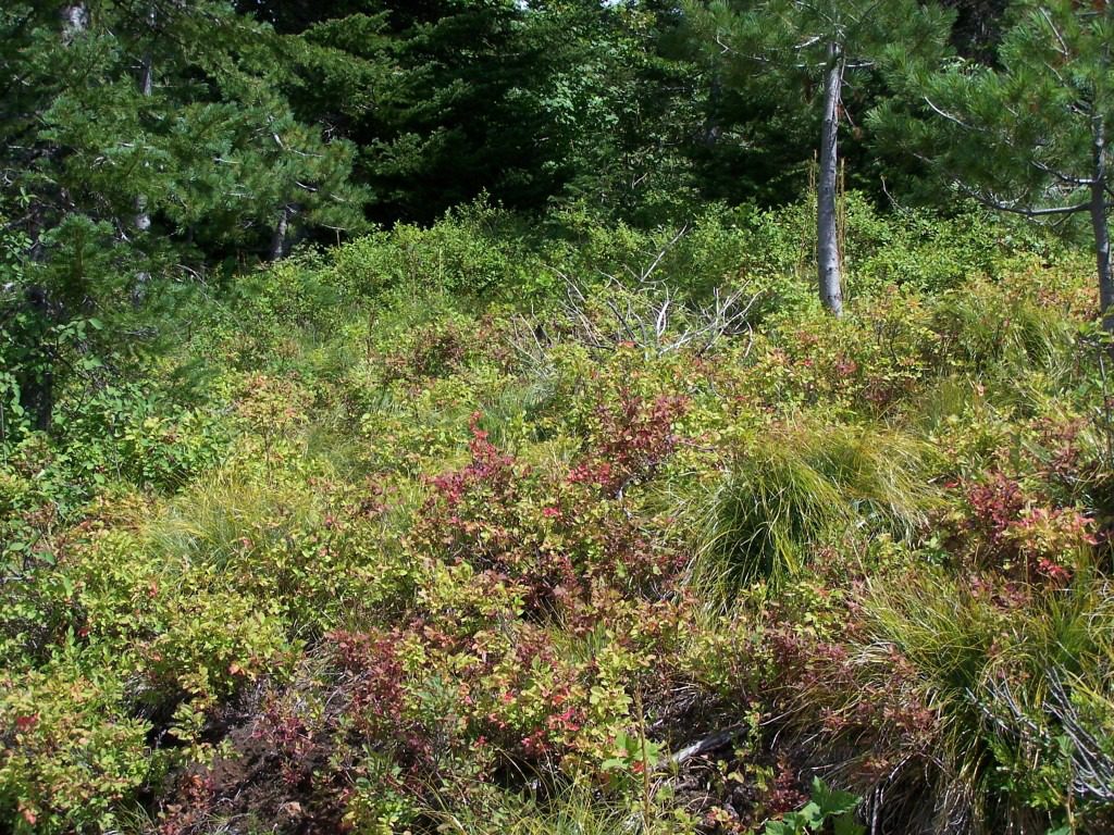 A lush green hillside with various shrubs and trees under a clear sky.
