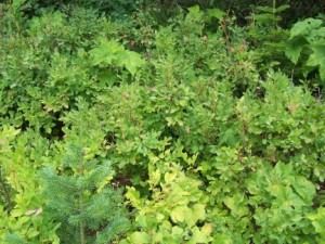 Green leafy shrubbery in a dense forest.