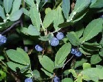 Close-up of ripe blueberries growing on leafy bushes.