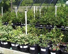 Potted plants in a greenhouse nursery.
