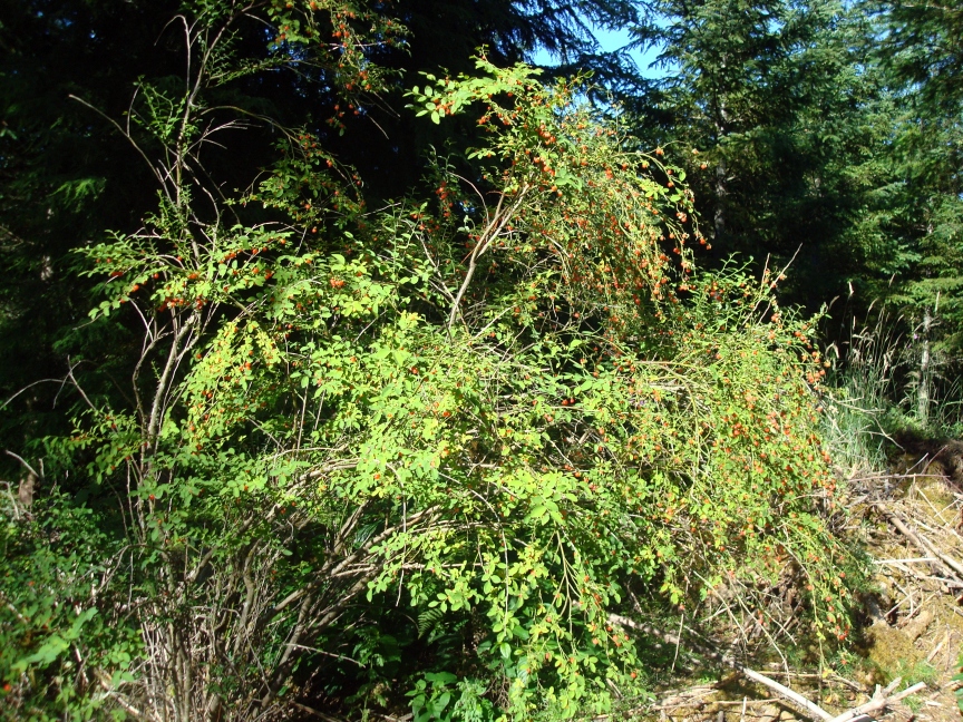 Green bush with small orange berries outdoors.