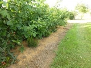Garden path beside lush green plants.