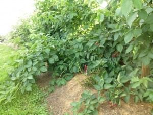 Green potato plants growing in a garden with straw mulch.