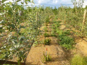 Rows of young plants growing in a sunny garden.
