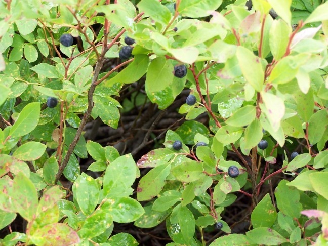 A bird nest hidden among green leaves and branches.