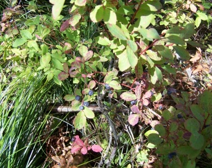 Green foliage with small dark berries.