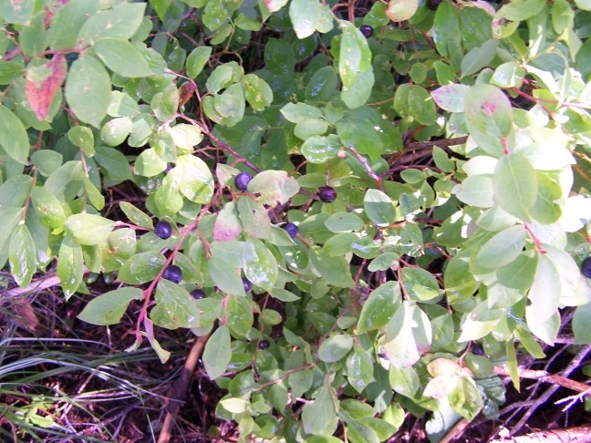 Green leafy plant with small round leaves and purple stems.