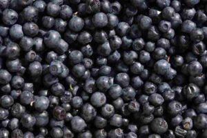 Fresh blueberries piled closely together.