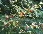 Plant with small red berries and leaves.