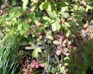 Green and reddish leaves with small berries.