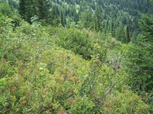 Dense forest with lush green foliage.