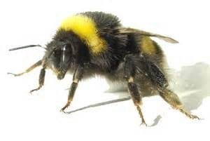 Close-up of a bumblebee on white background.