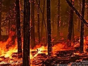 Forest engulfed in flames during a wildfire.