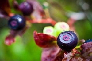 Close-up of ripe and unripe blueberries.