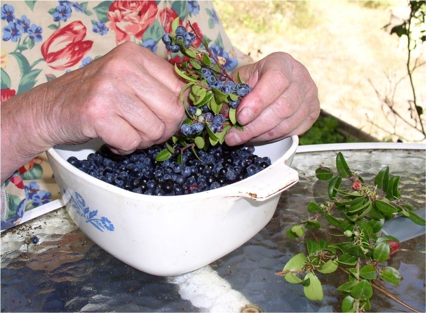 Hands sorting fresh blueberries in a bowl.