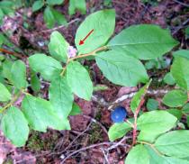 Blueberry plant with green leaves and berries.
