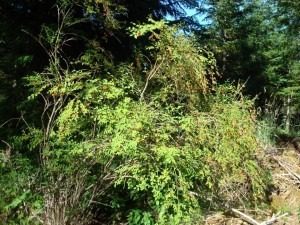 Dense green foliage in a natural outdoor setting.