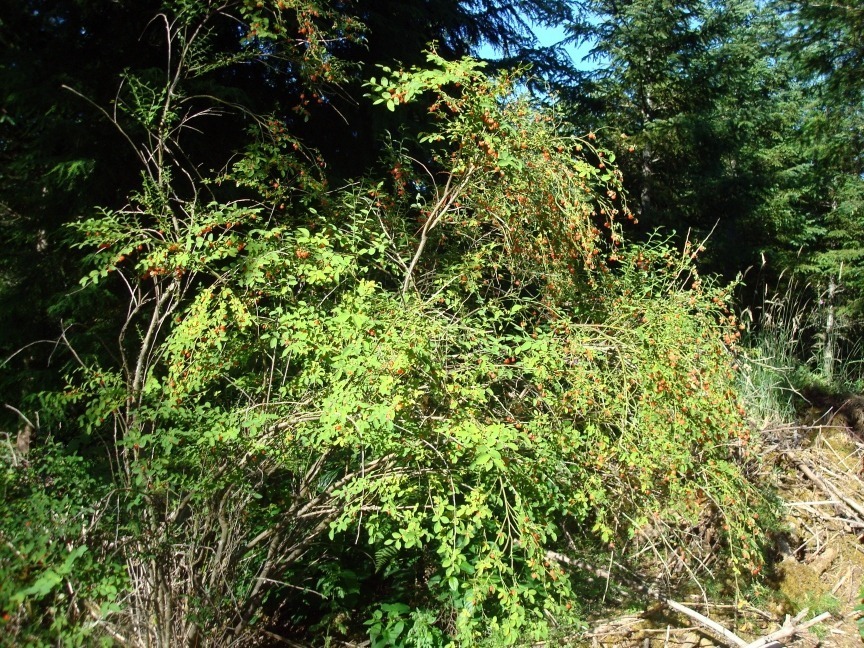 Dense green foliage in a natural outdoor setting.