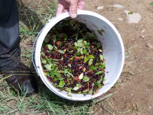 A bucket filled with freshly harvested moringa leaves and red berries.