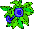 Illustration of blueberries with green leaves.