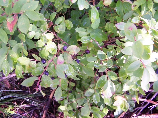 Close-up of a green plant with small round leaves and purple stems.