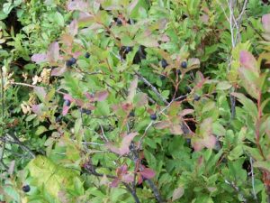 Green and purple leaves densely cover a plant.