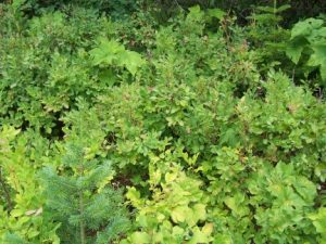 Dense green shrubbery and small trees.