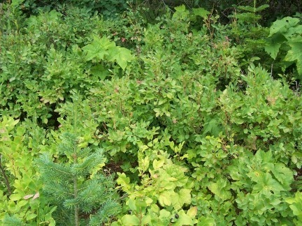 Dense green shrubbery with mixed foliage in a natural setting.