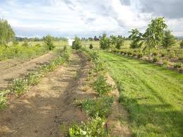 Field with rows of young plants growing.