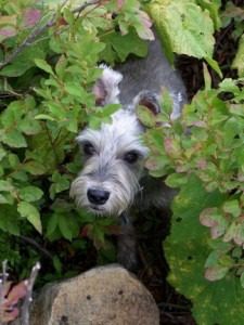Dog peeking through green leafy plants.