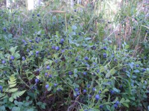 Wild blueberries growing in a forest.