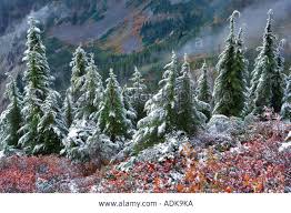Snow-covered trees in a mountainous landscape.