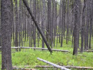 Dense forest with fallen trees and greenery.