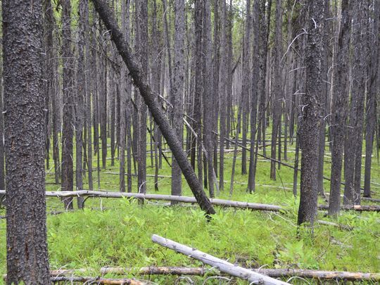 Dense forest with fallen trees and greenery.