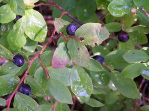 Close-up of green leaves with small dark purple berries.