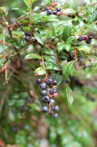 Dark berries on leafy green shrub.