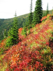 A colorful autumn hillside with vibrant red and orange foliage and green pine trees.