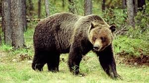 Brown bear walking in a forest clearing.